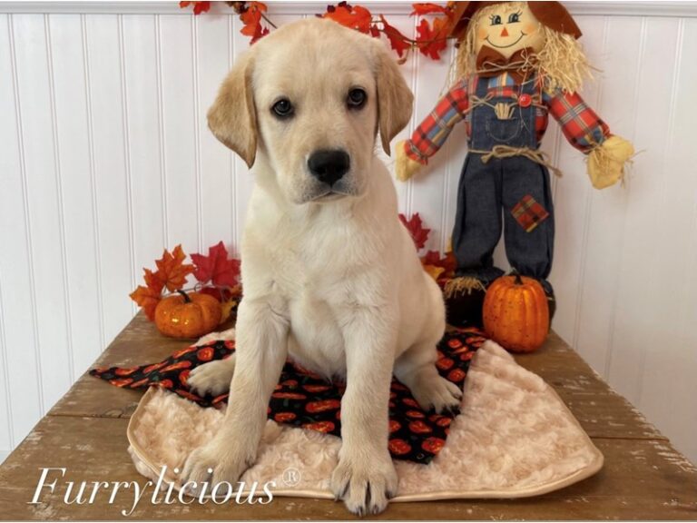 Hailey - Labrador Retriever
