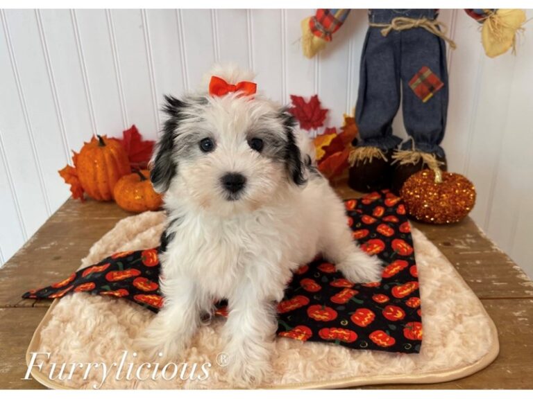Lucy - Coton De Tulear
