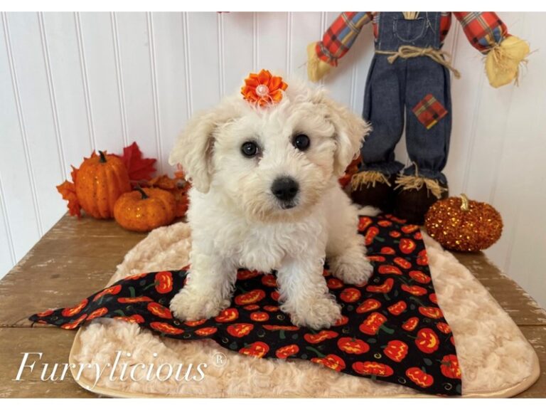 Poppy - Bichon Frise