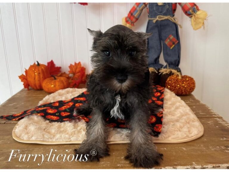 Toby - Mini Schnauzer