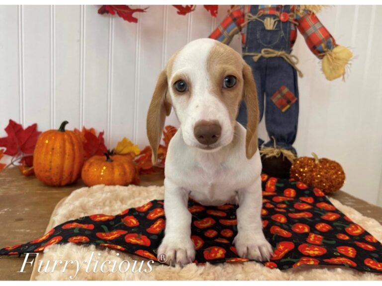 Pumpkin - Dachshund