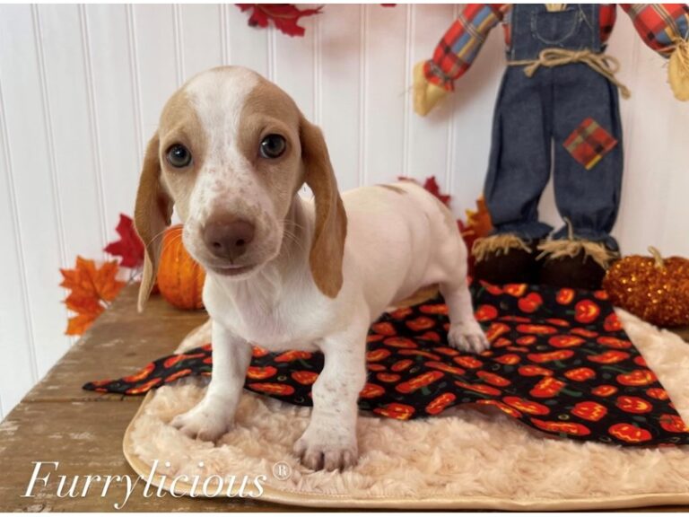 Shae - Dachshund