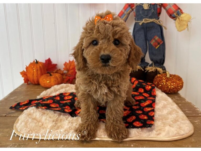 Bailey - Labradoodle Mini 2nd Gen