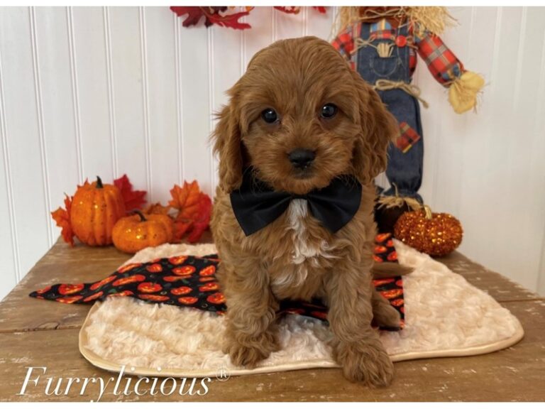 Buddy - Cavapoo