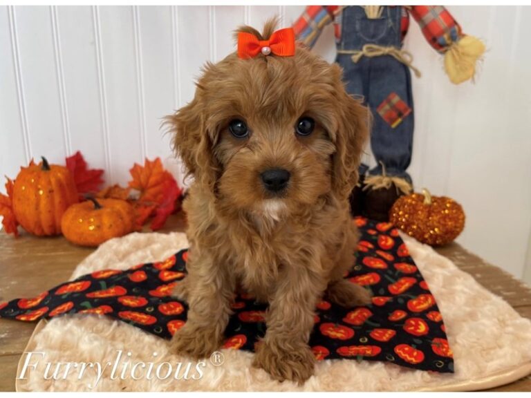 Leona - Cavapoo