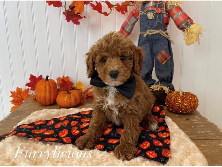Reed - Goldendoodle Mini