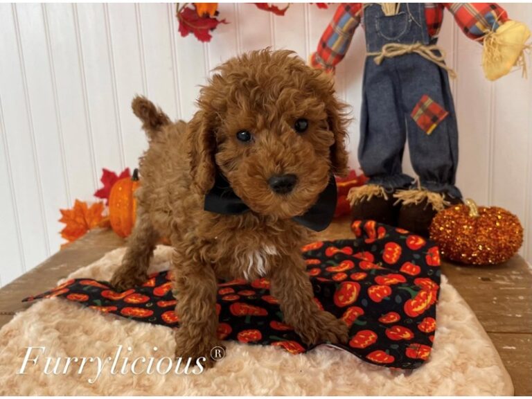 Palmer - Goldendoodle Mini