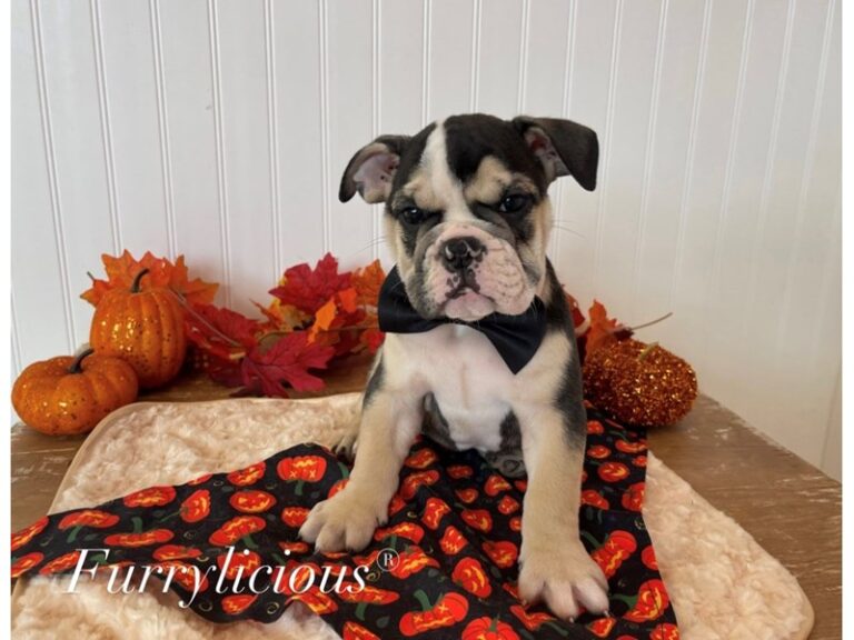 Bruiser - English Bulldog