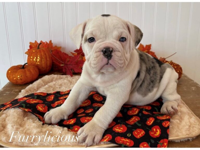 English Bulldog - English Bulldog