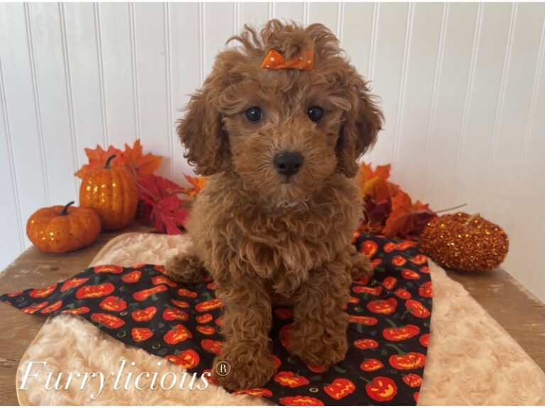 Lana - Cavapoo