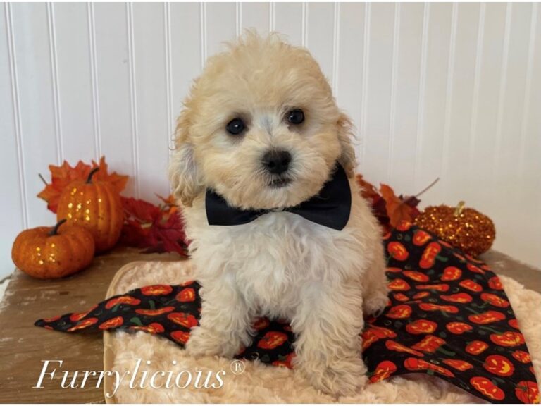 Maltipoo - Maltipoo