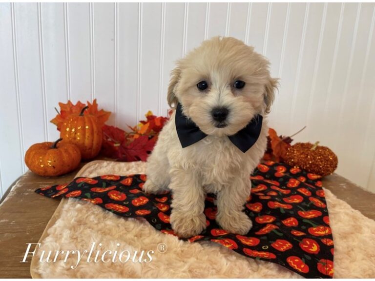 Maltipoo - Maltipoo