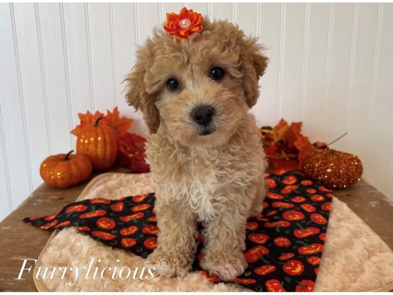 Honey - Bichapoo