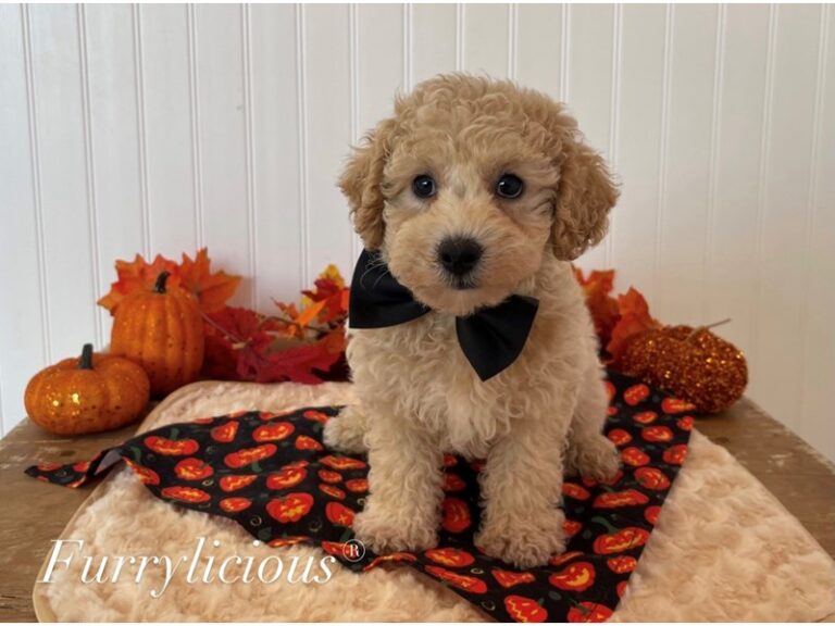 Jack - Bichapoo