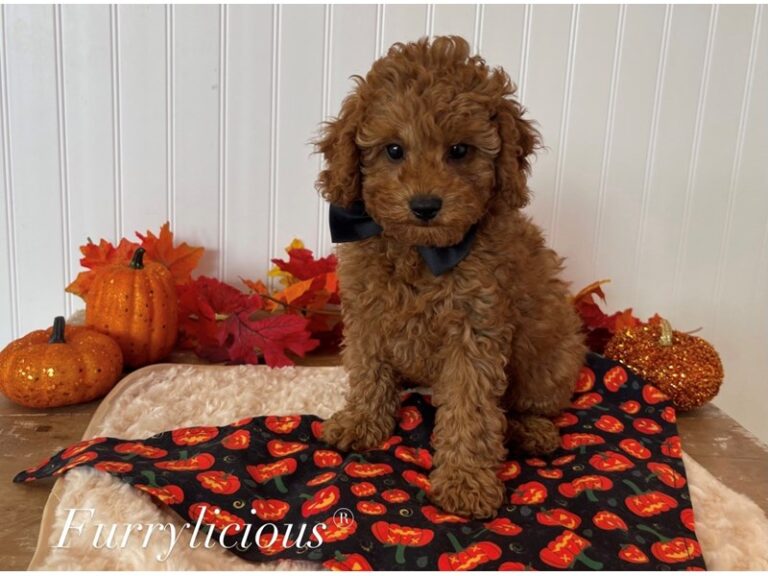 Cody - Cavapoo