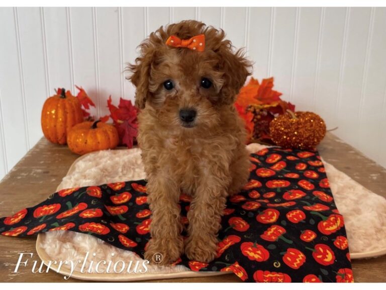 Poodle Toy - Poodle Toy