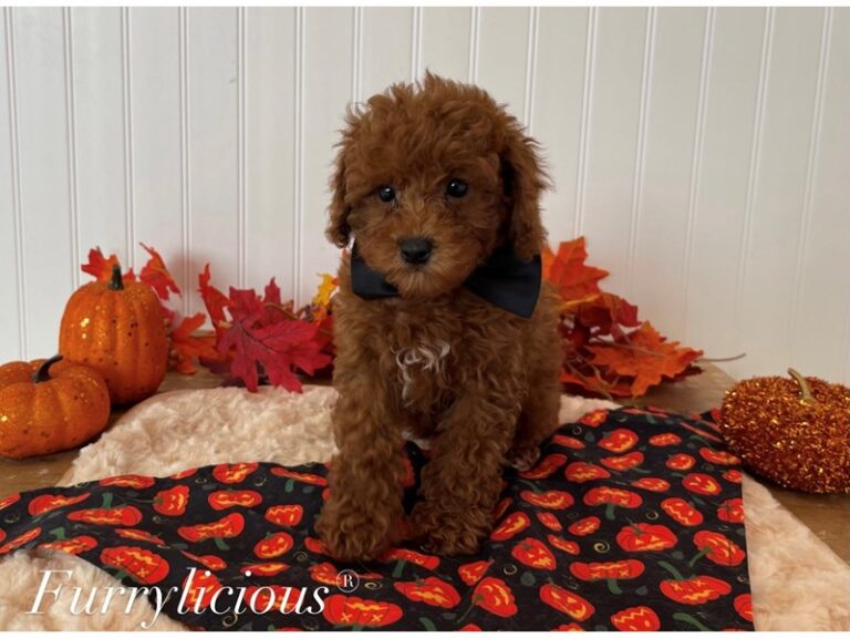 Poodle Toy - Poodle Toy