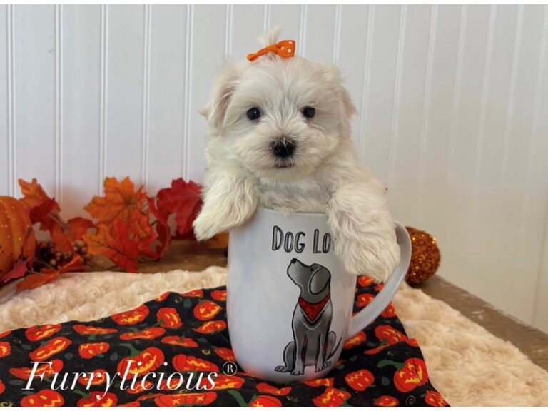 Maltese - Maltese