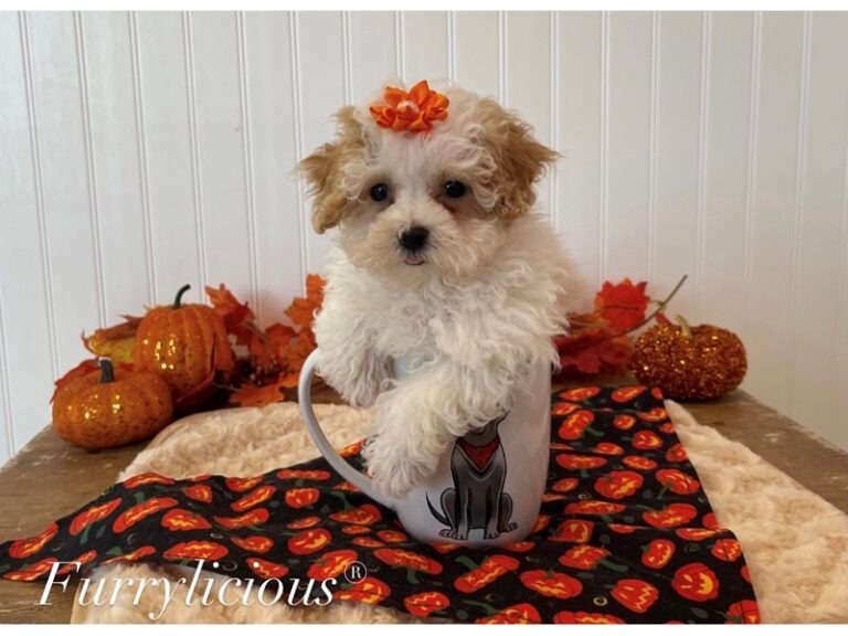 Mona - Poodle Toy