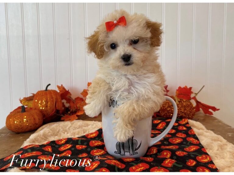 Pixie - Poodle Toy
