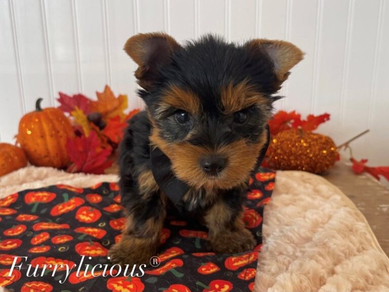 Ryder - Yorkshire Terrier