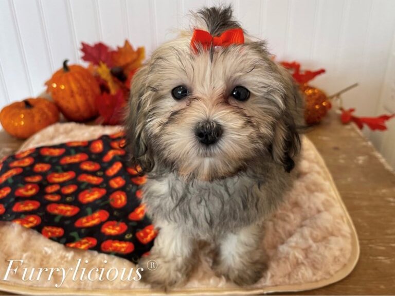 Willow - Maltipoo