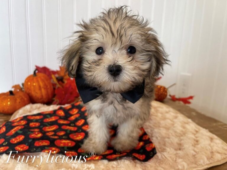 Hunter - Maltipoo