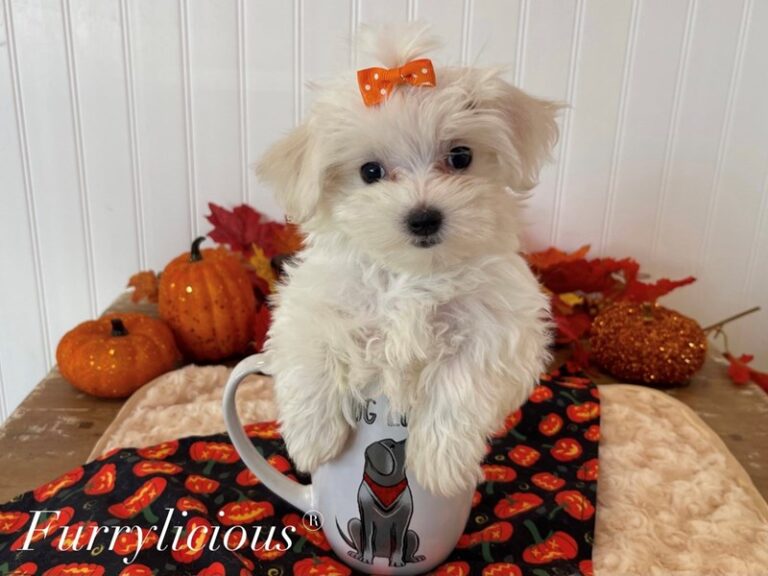 Belle - Maltese