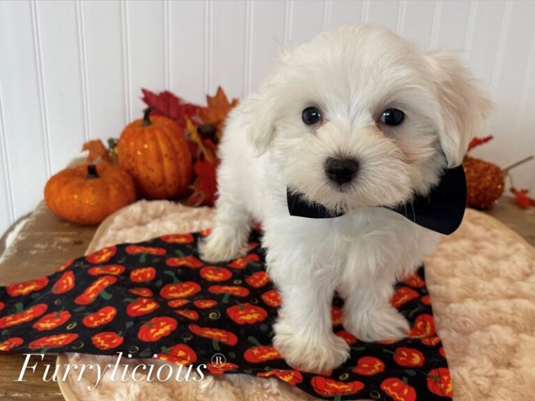 Aspen - Maltese