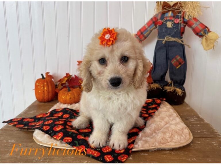 Marnie - Goldendoodle Mini 2nd Gen