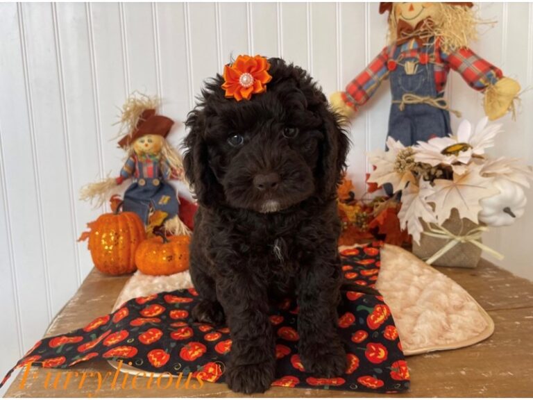Portia - Labradoodle Mini 2nd Gen