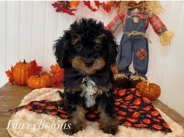 Sawyer - Cockapoo 2nd gen