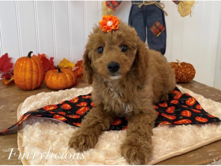 Hazel - Goldendoodle Mini