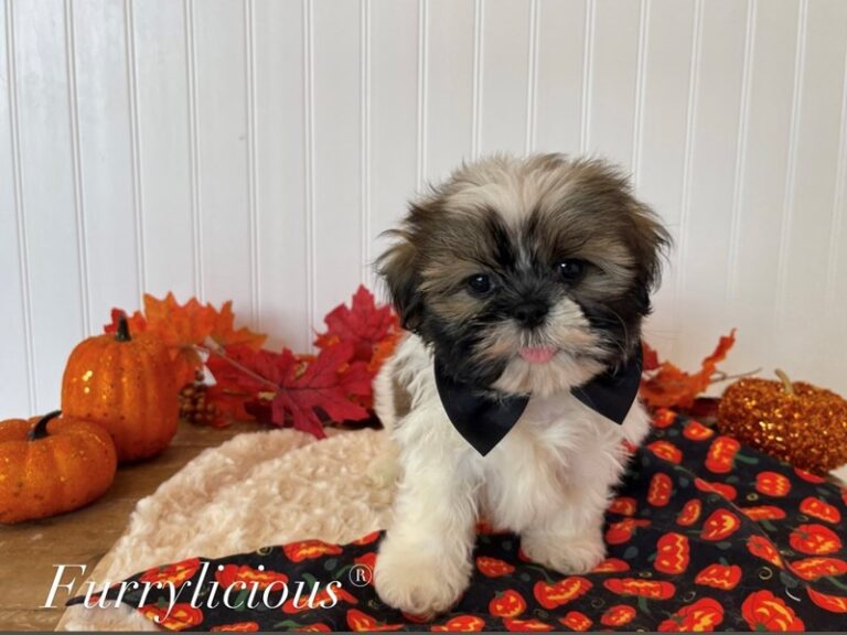 Shih Tzu - Shih Tzu