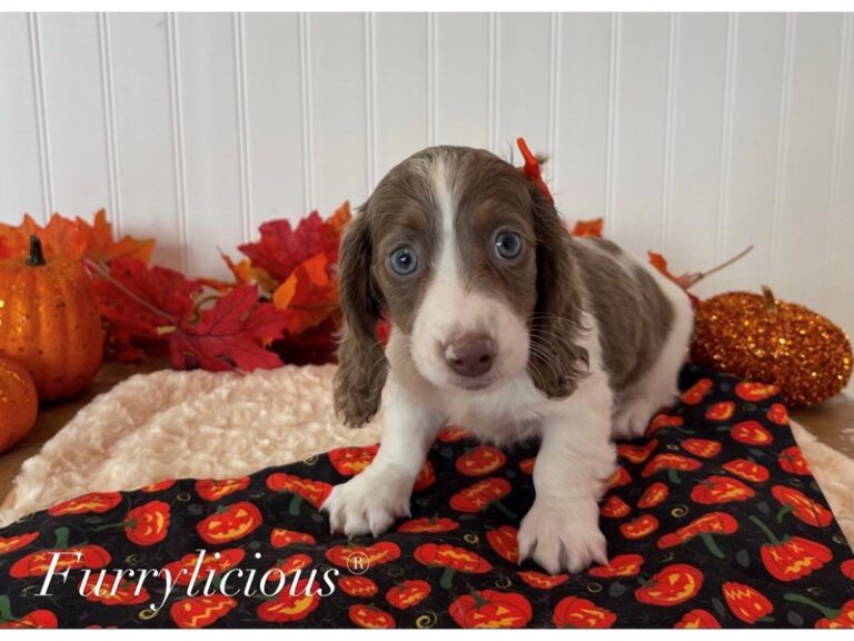 Dachshund - Dachshund