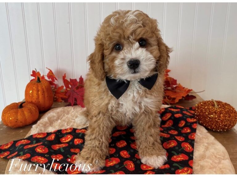 Bernedoodle Mini 2nd Gen - Bernedoodle Mini 2nd Gen