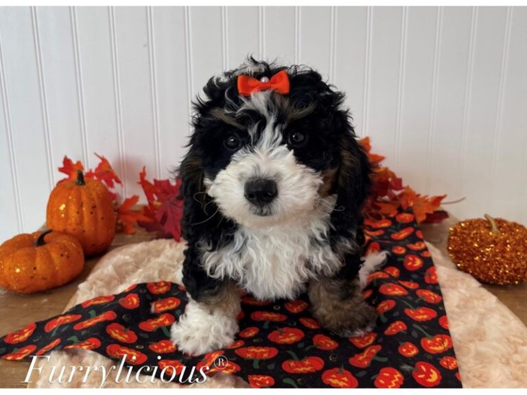 Bernedoodle Mini 2nd Gen - Bernedoodle Mini 2nd Gen