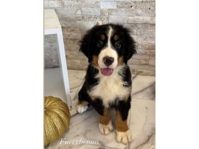 Sage - Bernese Mountain Dog