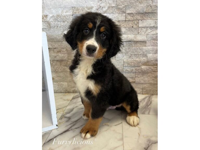 Cosmo - Bernese Mountain Dog