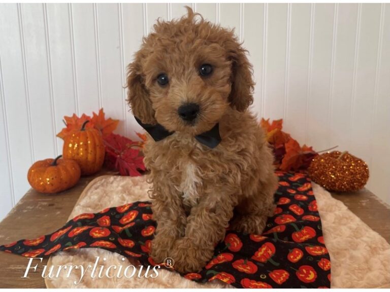 Rusty - Cavapoo