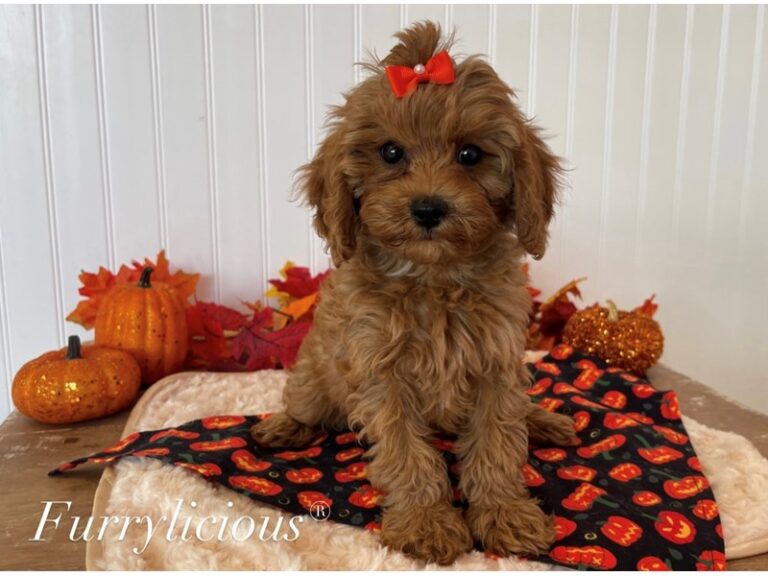 Autumn - Cavapoo
