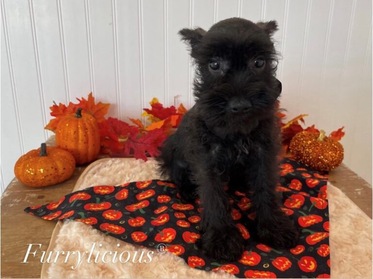 Titus - Mini Schnauzer