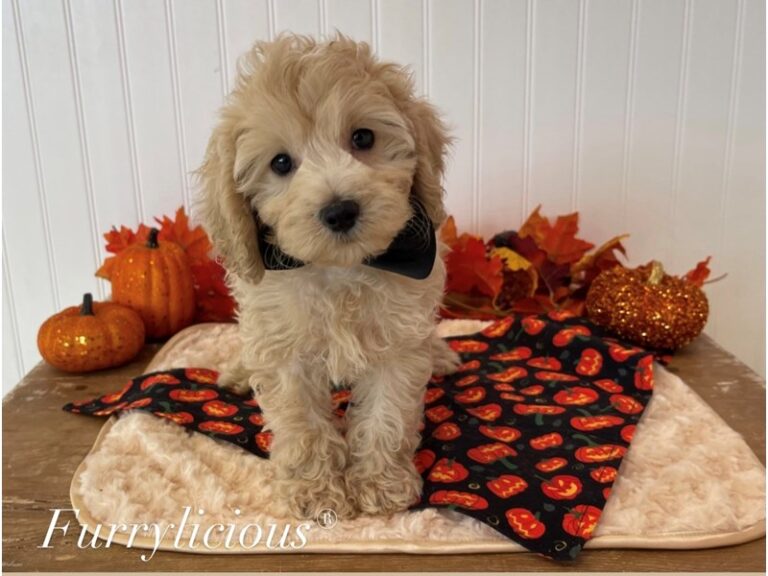 Bentley - Cockapoo 2nd gen