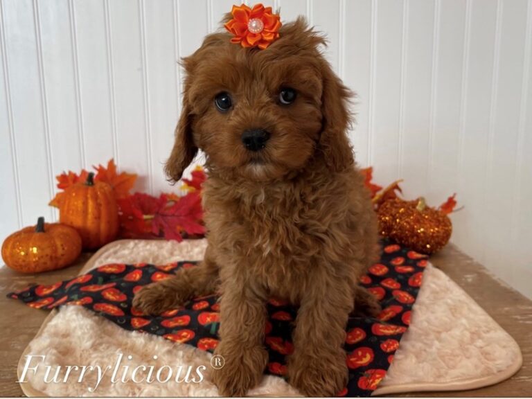 Cavapoo - Cavapoo