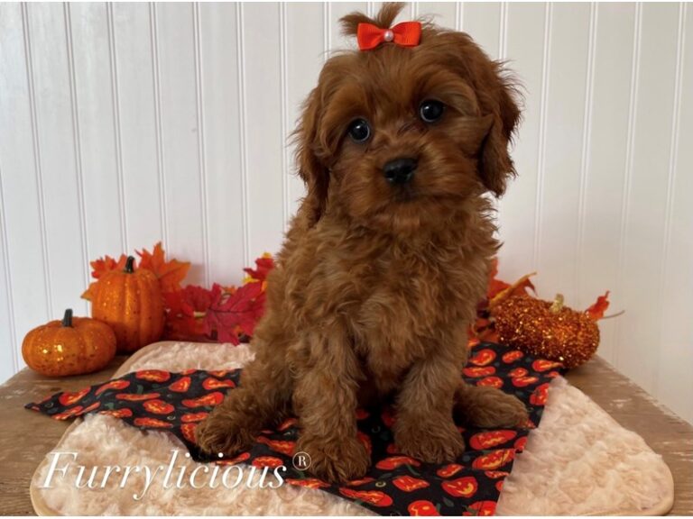 Cavapoo - Cavapoo