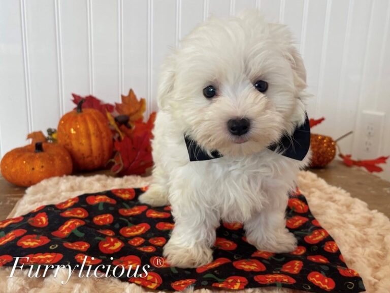 Casper - Maltipoo