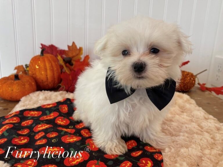 Maltipoo - Maltipoo