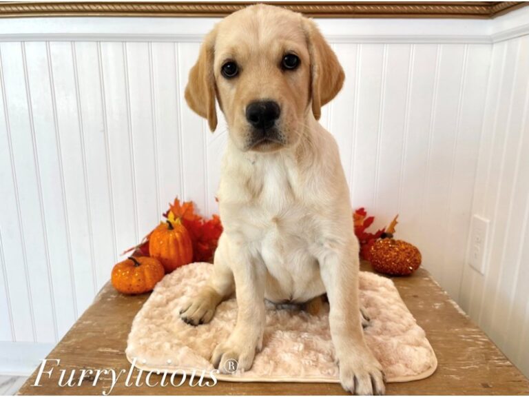 Dakota - Labrador Retriever