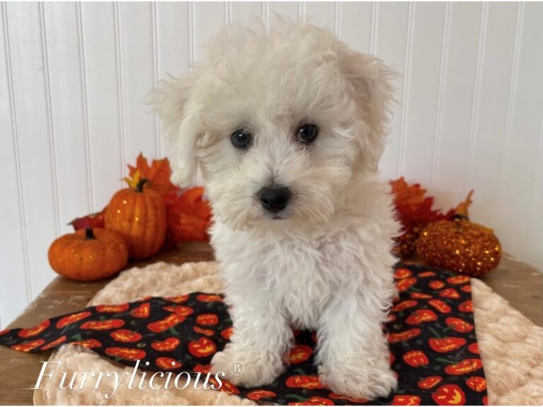 Russell - Bichon Frise