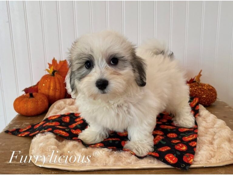 Pumpkin - Coton De Tulear